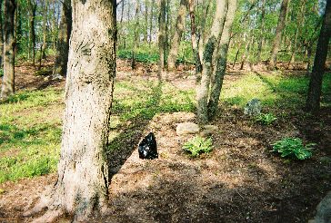 Gabbert Glass Cullet Landscape Uses #4